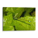 Minimundus26 - Jiván | Cuadro decorativo de Canvas Lab