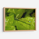 Minimundus26 - Jiván | Cuadro decorativo de Canvas Lab