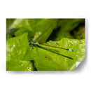 Minimundus26 - Jiván | Cuadro decorativo de Canvas Lab