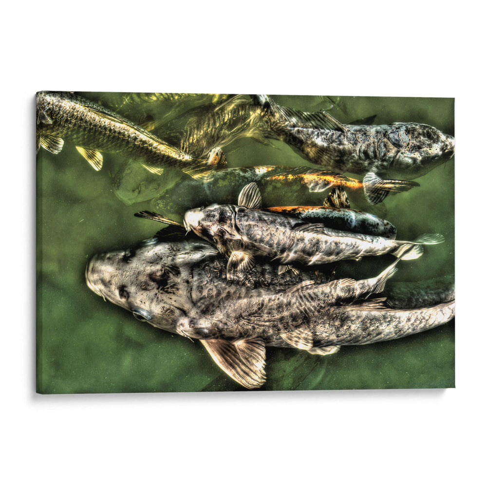 Peces de plata solapados - Dreamer Studio | Cuadro decorativo de Canvas Lab