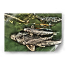 Peces de plata solapados - Dreamer Studio | Cuadro decorativo de Canvas Lab