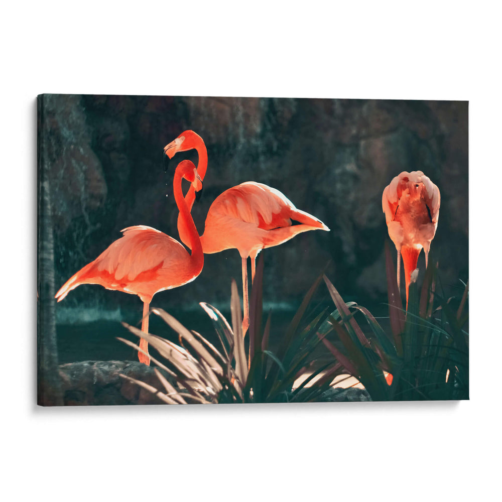 Los Tres Flamingos - Dreamer Studio | Cuadro decorativo de Canvas Lab