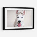 Husky - Luis Velasco | Cuadro decorativo de Canvas Lab