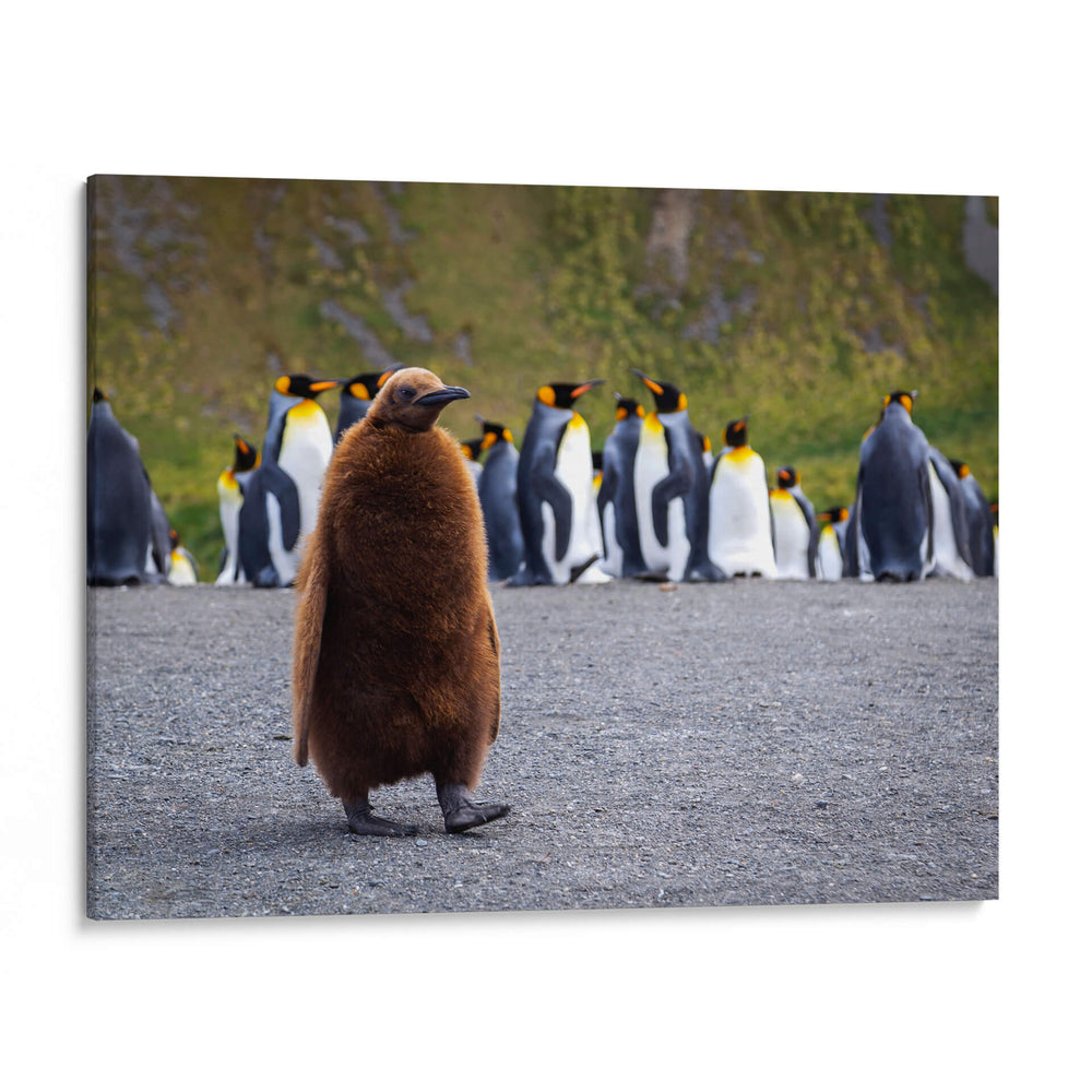 Pingüino juvenil - Carlos Montaño | Cuadro decorativo de Canvas Lab