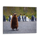 Pingüino juvenil - Carlos Montaño | Cuadro decorativo de Canvas Lab