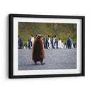 Pingüino juvenil - Carlos Montaño | Cuadro decorativo de Canvas Lab