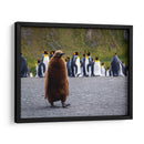 Pingüino juvenil - Carlos Montaño | Cuadro decorativo de Canvas Lab