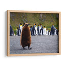Pingüino juvenil - Carlos Montaño | Cuadro decorativo de Canvas Lab