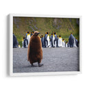 Pingüino juvenil - Carlos Montaño | Cuadro decorativo de Canvas Lab