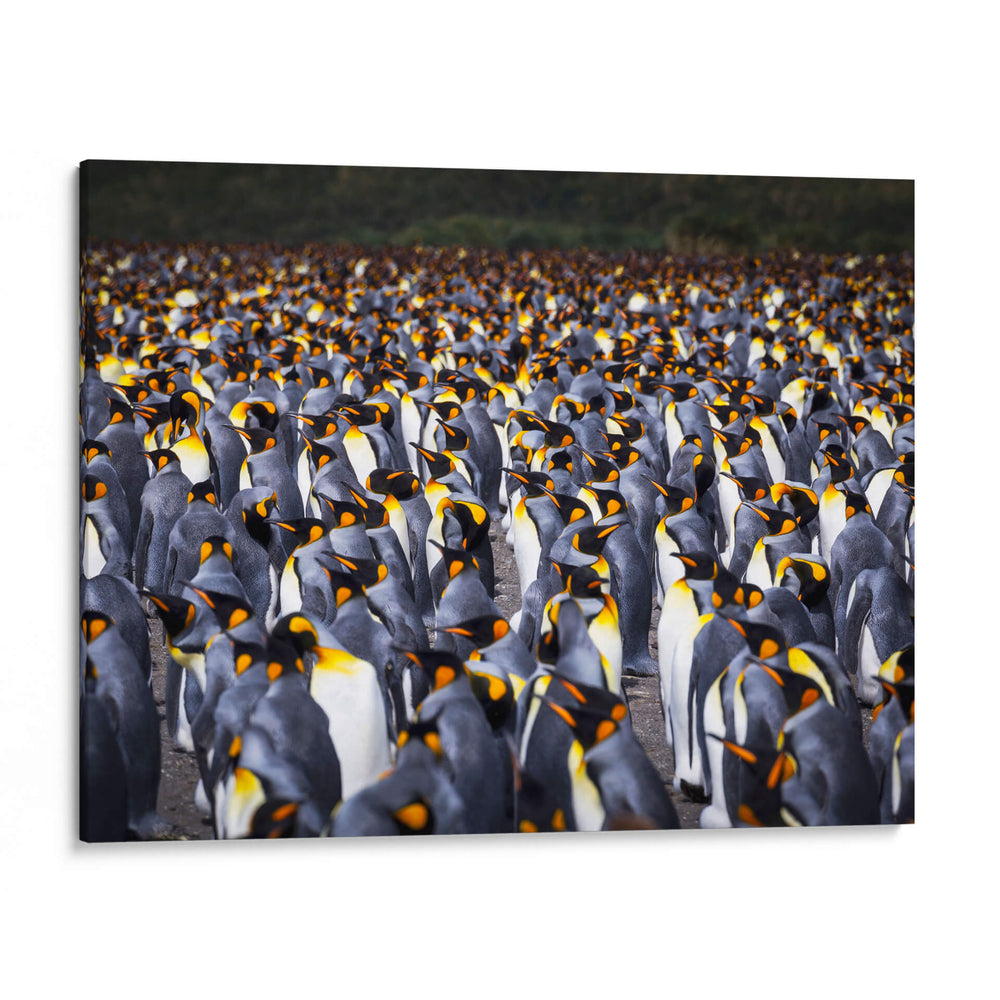 Playa Pingüinos - Carlos Montaño | Cuadro decorativo de Canvas Lab