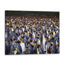 Playa Pingüinos - Carlos Montaño | Cuadro decorativo de Canvas Lab