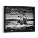 Pingüinos chinstrap en la playa - Carlos Montaño | Cuadro decorativo de Canvas Lab