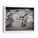 Pinguinos chinstrap - Carlos Montaño | Cuadro decorativo de Canvas Lab
