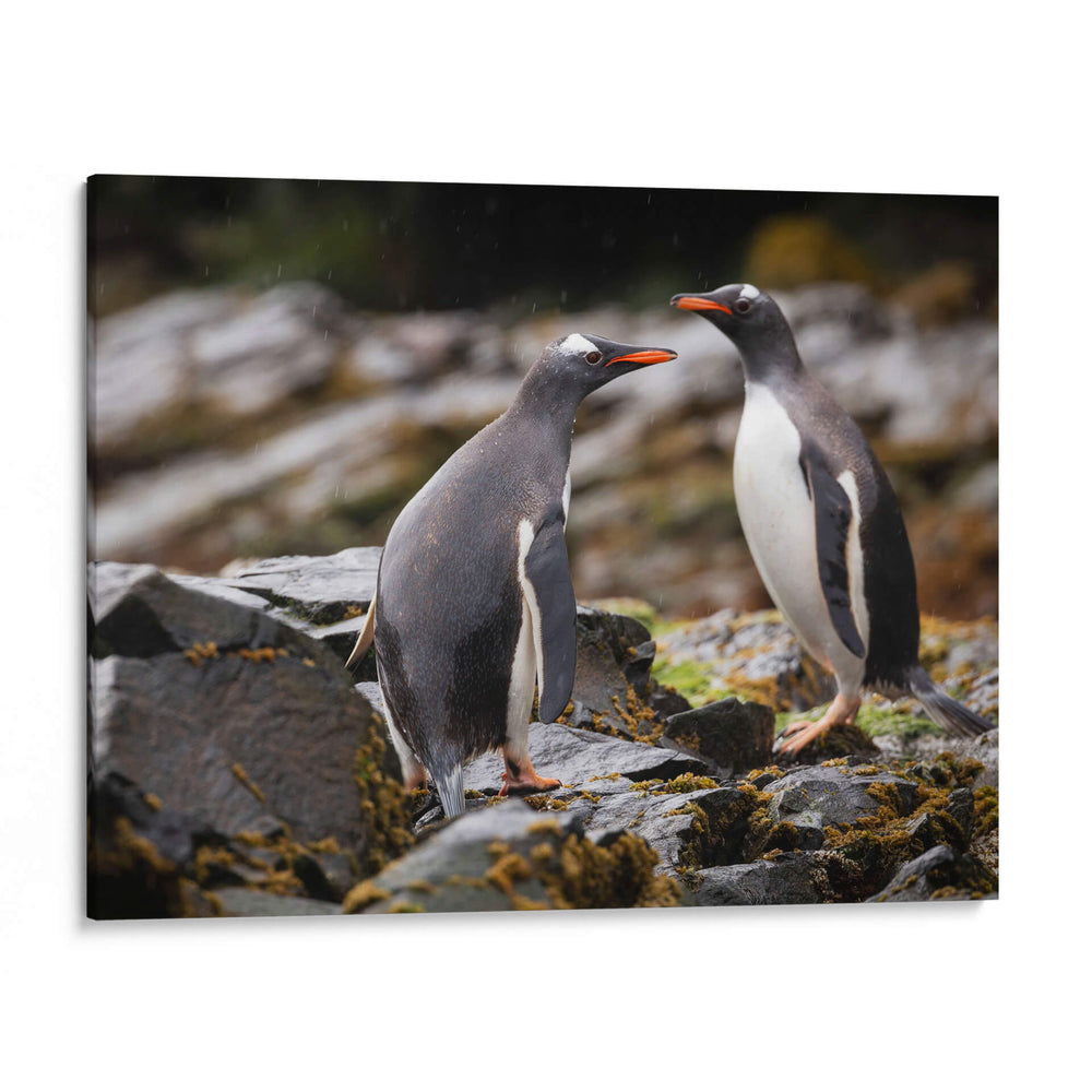 Pareja de pingüinos Gentoo - Carlos Montaño | Cuadro decorativo de Canvas Lab