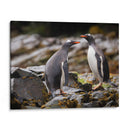Pareja de pingüinos Gentoo - Carlos Montaño | Cuadro decorativo de Canvas Lab