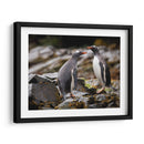 Pareja de pingüinos Gentoo - Carlos Montaño | Cuadro decorativo de Canvas Lab