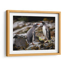 Pareja de pingüinos Gentoo - Carlos Montaño | Cuadro decorativo de Canvas Lab