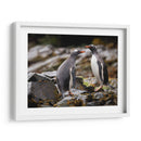 Pareja de pingüinos Gentoo - Carlos Montaño | Cuadro decorativo de Canvas Lab