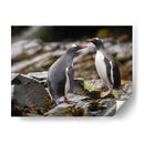 Pareja de pingüinos Gentoo - Carlos Montaño | Cuadro decorativo de Canvas Lab