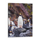 Pingino Maraconi de frente - Carlos Montaño | Cuadro decorativo de Canvas Lab