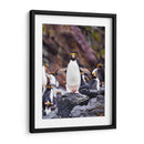 Pingino Maraconi de frente - Carlos Montaño | Cuadro decorativo de Canvas Lab