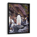 Pingino Maraconi de frente - Carlos Montaño | Cuadro decorativo de Canvas Lab