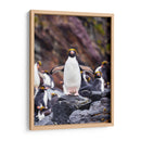 Pingino Maraconi de frente - Carlos Montaño | Cuadro decorativo de Canvas Lab