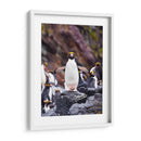 Pingino Maraconi de frente - Carlos Montaño | Cuadro decorativo de Canvas Lab