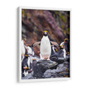 Pingino Maraconi de frente - Carlos Montaño | Cuadro decorativo de Canvas Lab