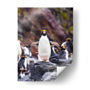 Pingino Maraconi de frente - Carlos Montaño | Cuadro decorativo de Canvas Lab