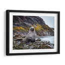 Lobo marino entre algas  - Carlos Montaño | Cuadro decorativo de Canvas Lab