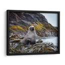 Lobo marino entre algas  - Carlos Montaño | Cuadro decorativo de Canvas Lab