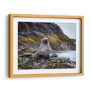 Lobo marino entre algas  - Carlos Montaño | Cuadro decorativo de Canvas Lab