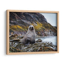 Lobo marino entre algas  - Carlos Montaño | Cuadro decorativo de Canvas Lab