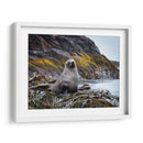 Lobo marino entre algas  - Carlos Montaño | Cuadro decorativo de Canvas Lab