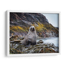 Lobo marino entre algas  - Carlos Montaño | Cuadro decorativo de Canvas Lab