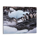 Pingüinos Adelie saltando 1 - Carlos Montaño | Cuadro decorativo de Canvas Lab