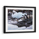 Pingüinos Adelie saltando 1 - Carlos Montaño | Cuadro decorativo de Canvas Lab