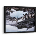 Pingüinos Adelie saltando 1 - Carlos Montaño | Cuadro decorativo de Canvas Lab