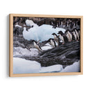 Pingüinos Adelie saltando 1 - Carlos Montaño | Cuadro decorativo de Canvas Lab