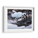 Pingüinos Adelie saltando 1 - Carlos Montaño | Cuadro decorativo de Canvas Lab