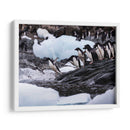Pingüinos Adelie saltando 1 - Carlos Montaño | Cuadro decorativo de Canvas Lab