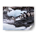 Pingüinos Adelie saltando 1 - Carlos Montaño | Cuadro decorativo de Canvas Lab