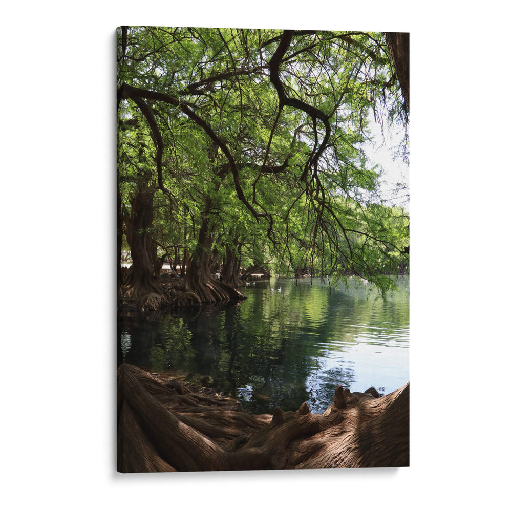 Raíces en el lago de Camecuaro - Luis Rodrigo Magaña Andrade | Cuadro decorativo de Canvas Lab