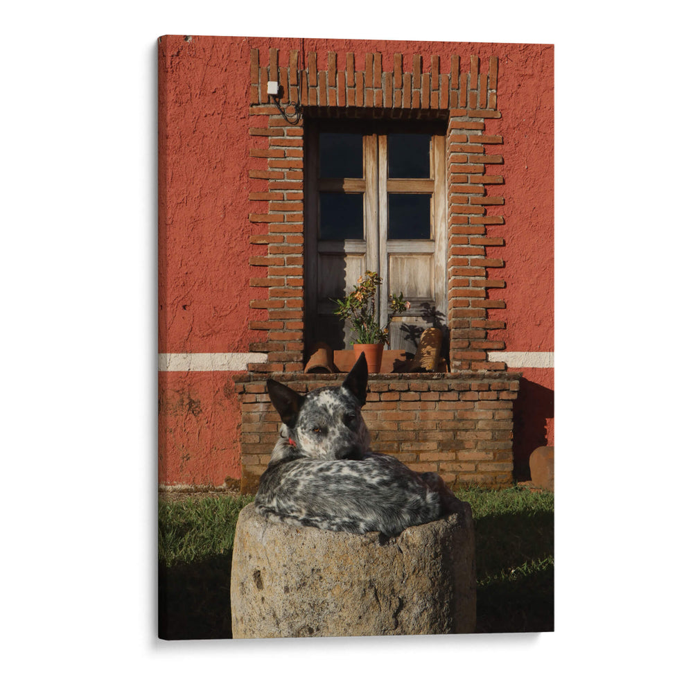 Perro descansando en hacienda - Luis Rodrigo Magaña Andrade | Cuadro decorativo de Canvas Lab