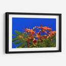 Árbol Flamboyán, Cancún - Luis Velasco | Cuadro decorativo de Canvas Lab