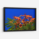 Árbol Flamboyán, Cancún - Luis Velasco | Cuadro decorativo de Canvas Lab