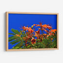 Árbol Flamboyán, Cancún - Luis Velasco | Cuadro decorativo de Canvas Lab