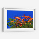 Árbol Flamboyán, Cancún - Luis Velasco | Cuadro decorativo de Canvas Lab