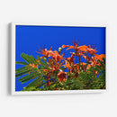 Árbol Flamboyán, Cancún - Luis Velasco | Cuadro decorativo de Canvas Lab